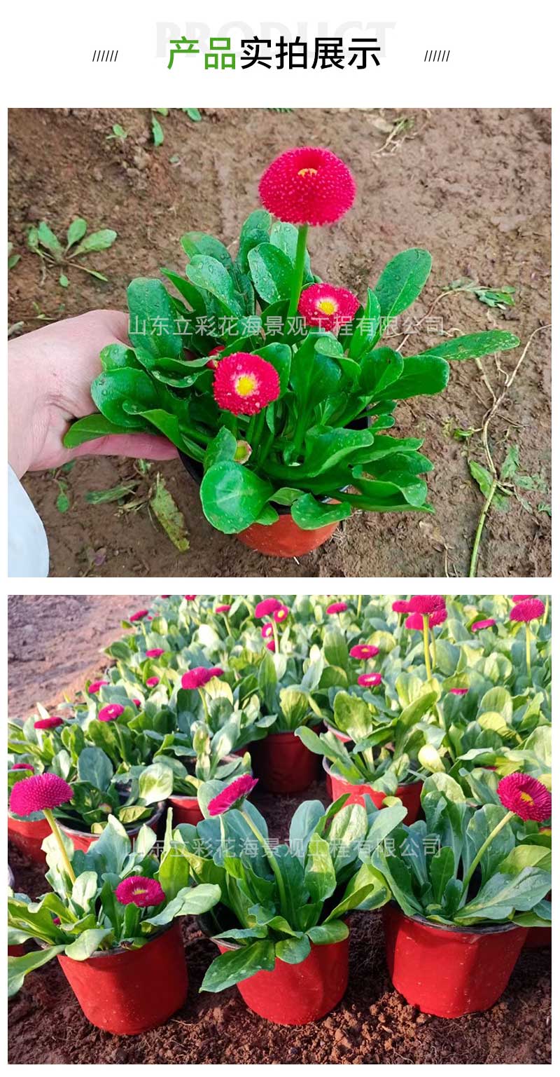 17雏菊_03