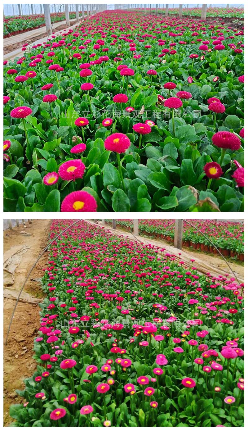 17雏菊_04