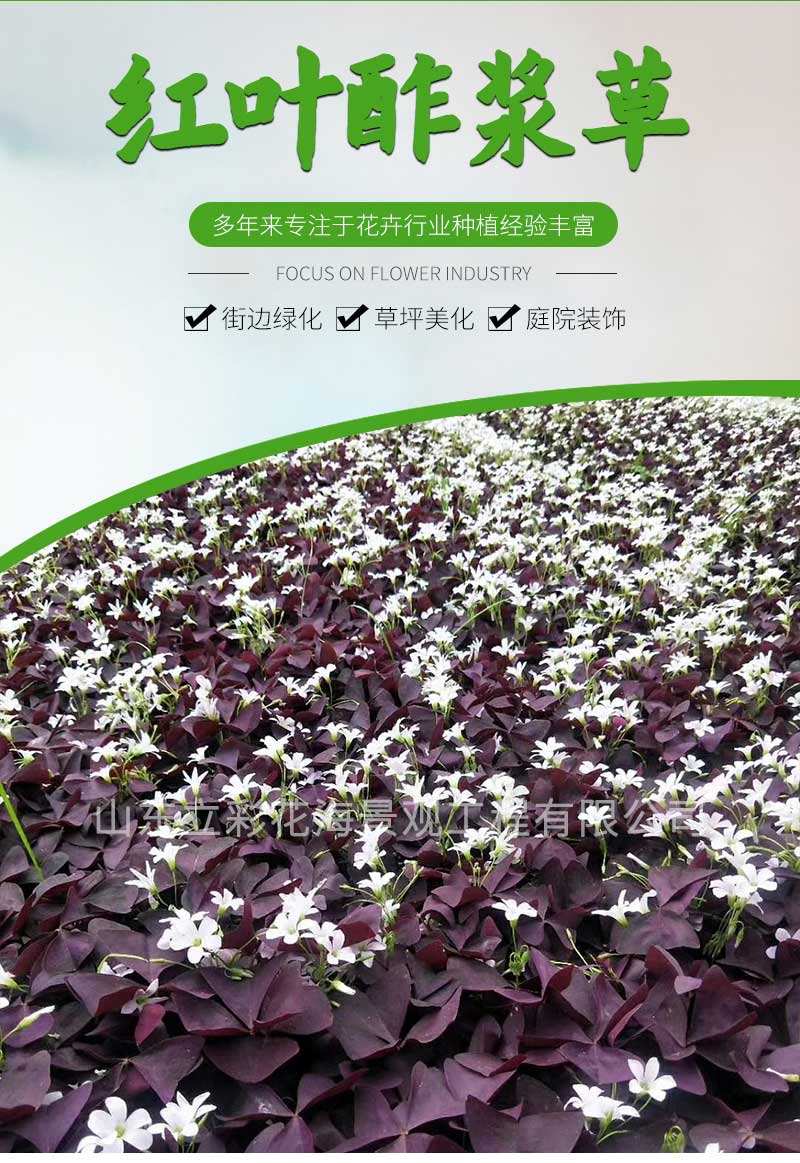 19 红叶酢浆草_01