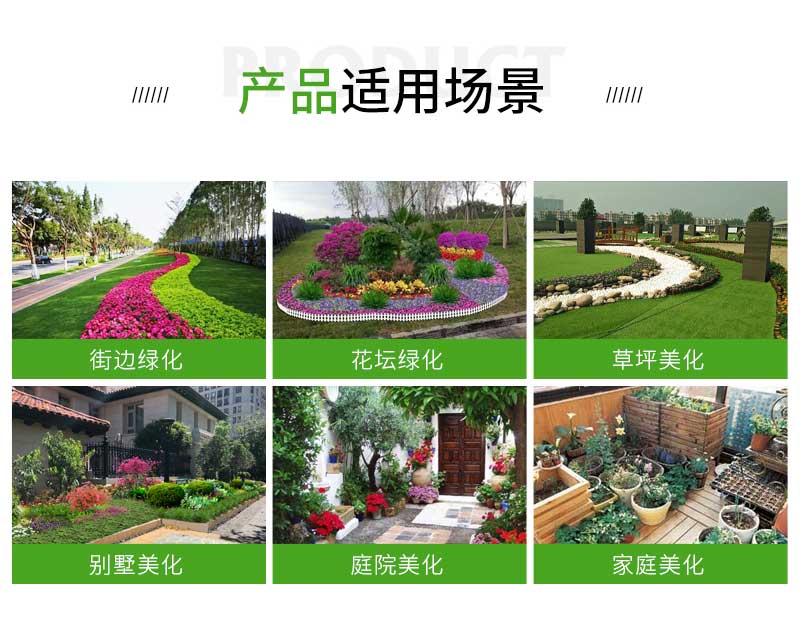 19 红叶酢浆草_02