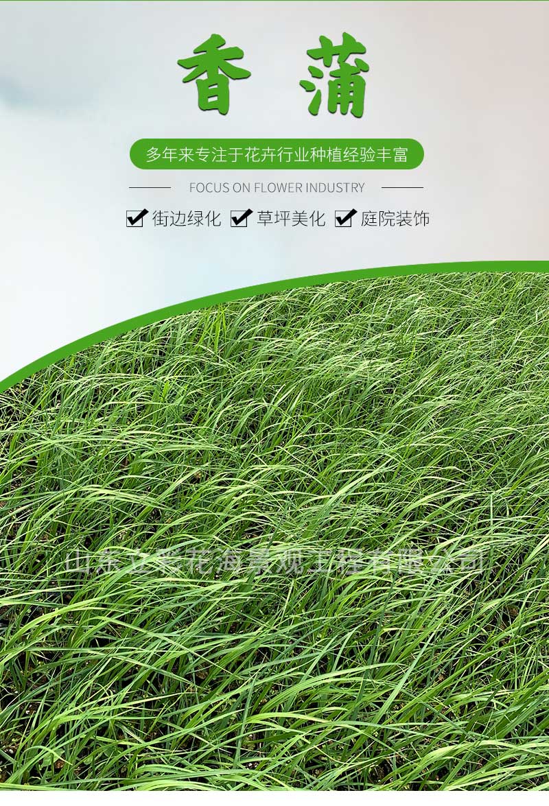 20香蒲_01