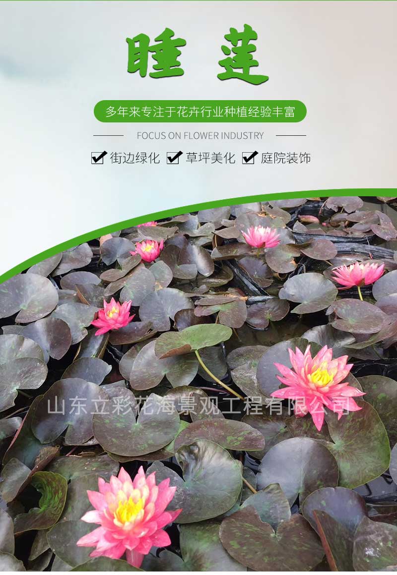 22睡莲_01