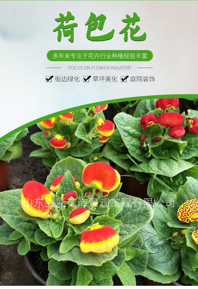 26荷包花_01