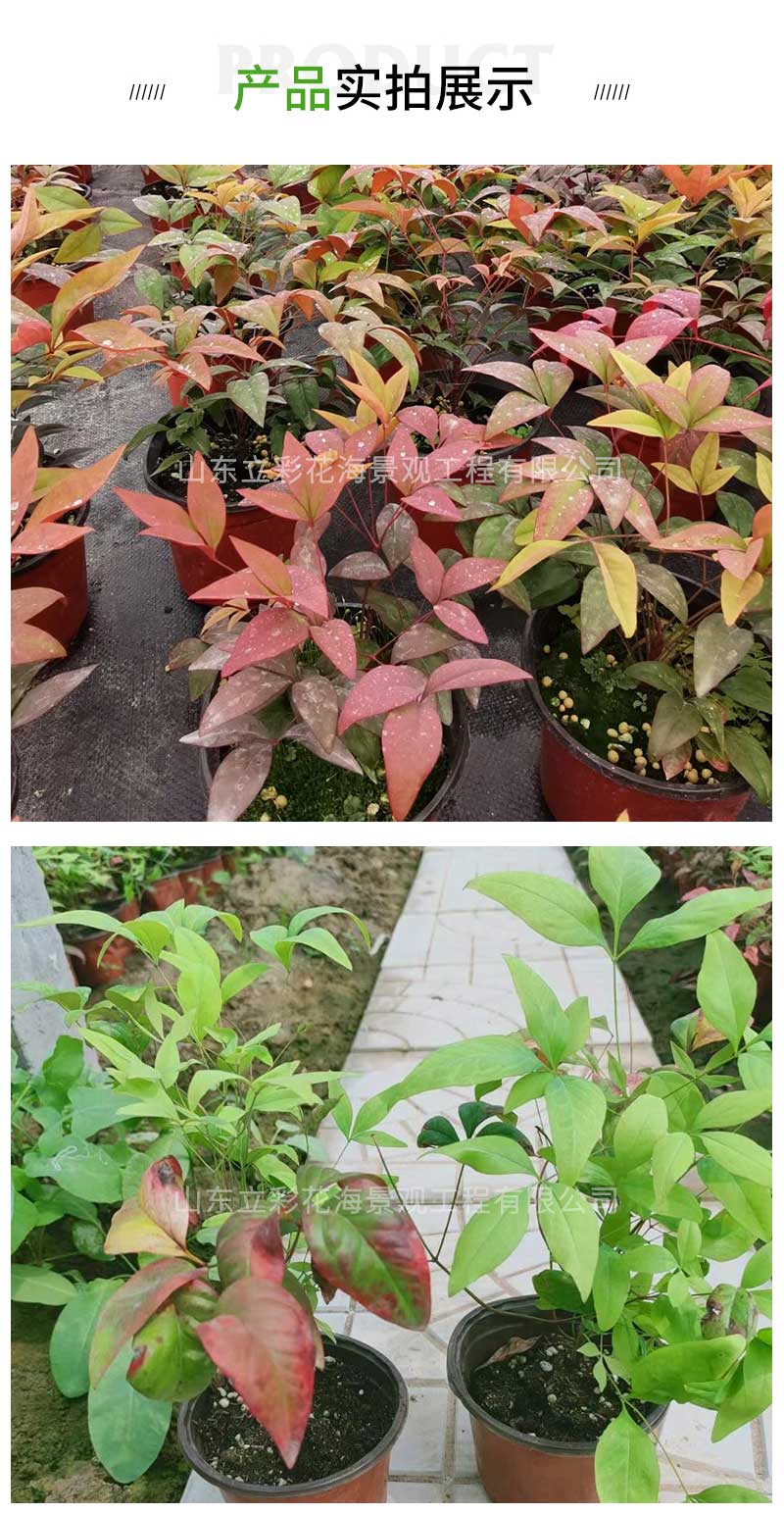 3火焰南天竹_03
