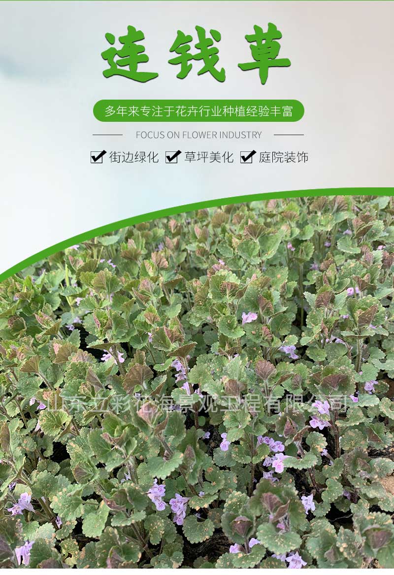 4连钱草_01