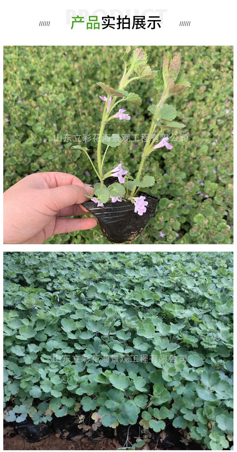 4连钱草_03