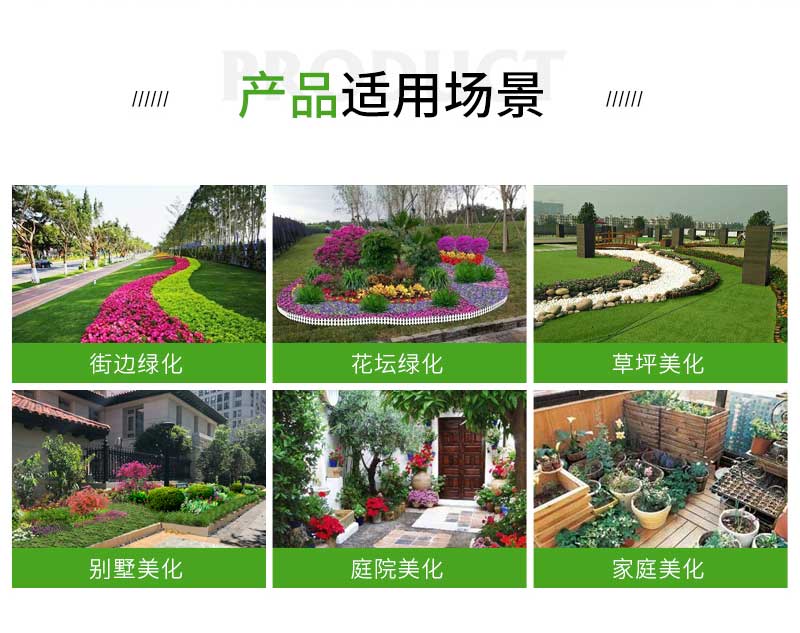 5红叶景天_02