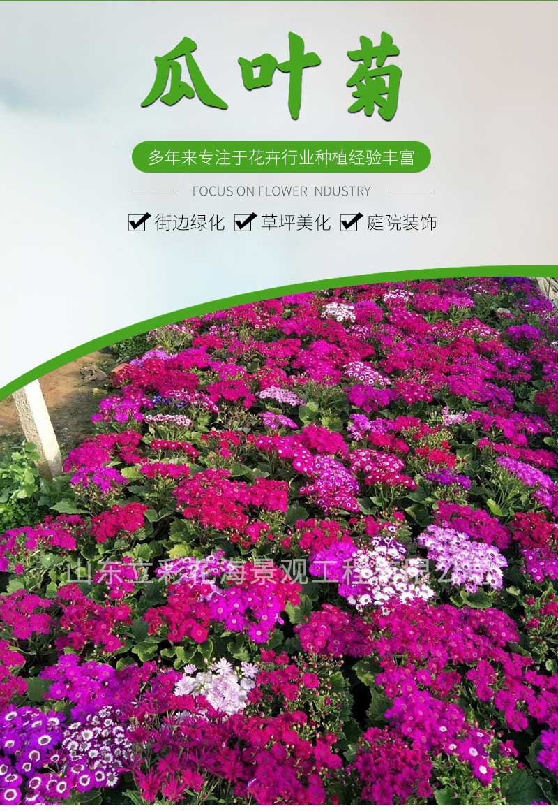 7瓜叶菊_01