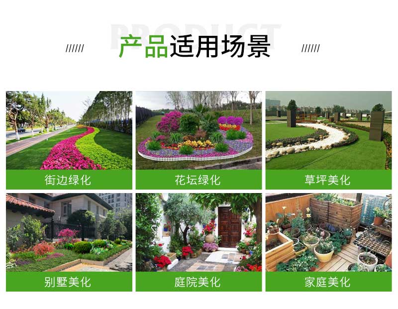 7瓜叶菊_02