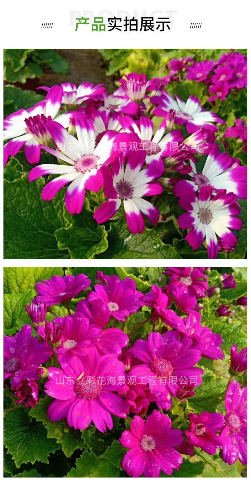 7瓜叶菊_03