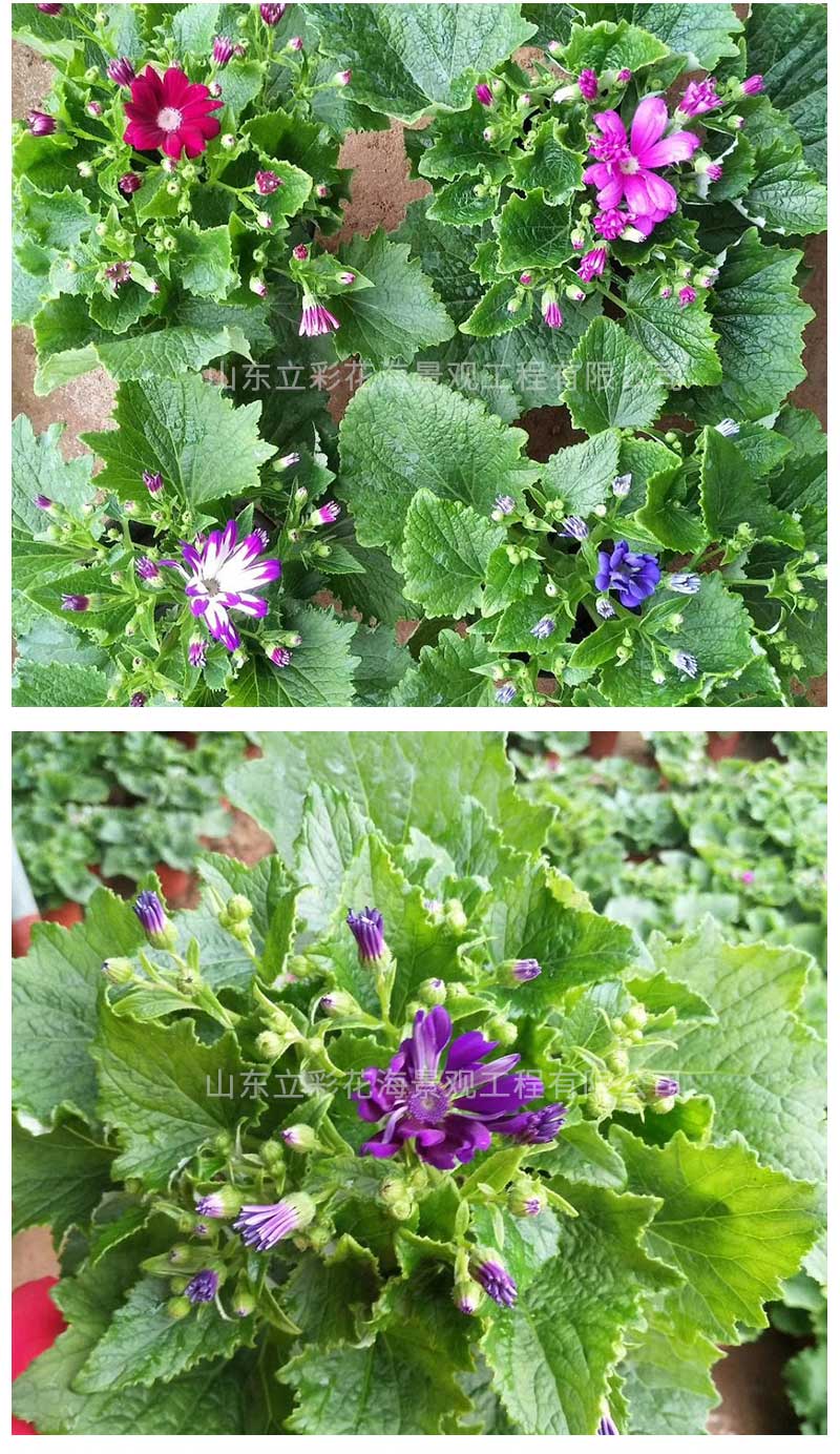 7瓜叶菊_04