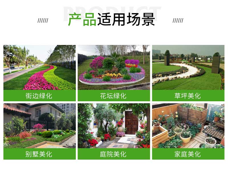 8矾根_02