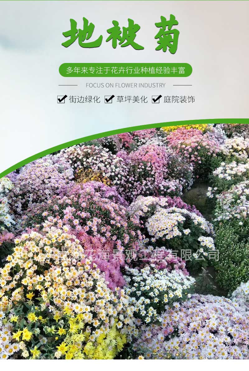 10地被菊_01