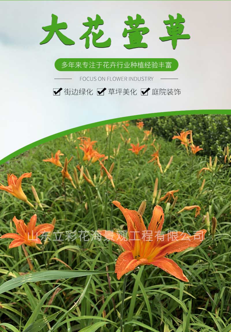 11大花萱草_01