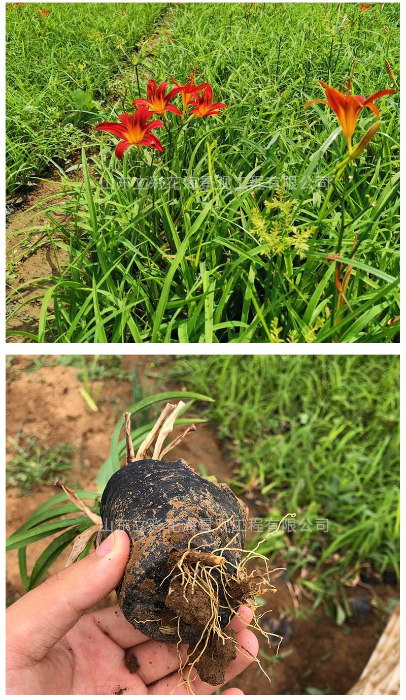 11大花萱草_04