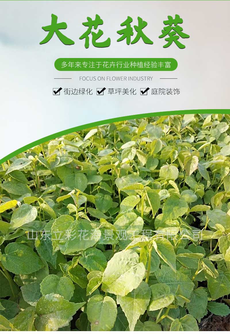 12大花秋葵_01