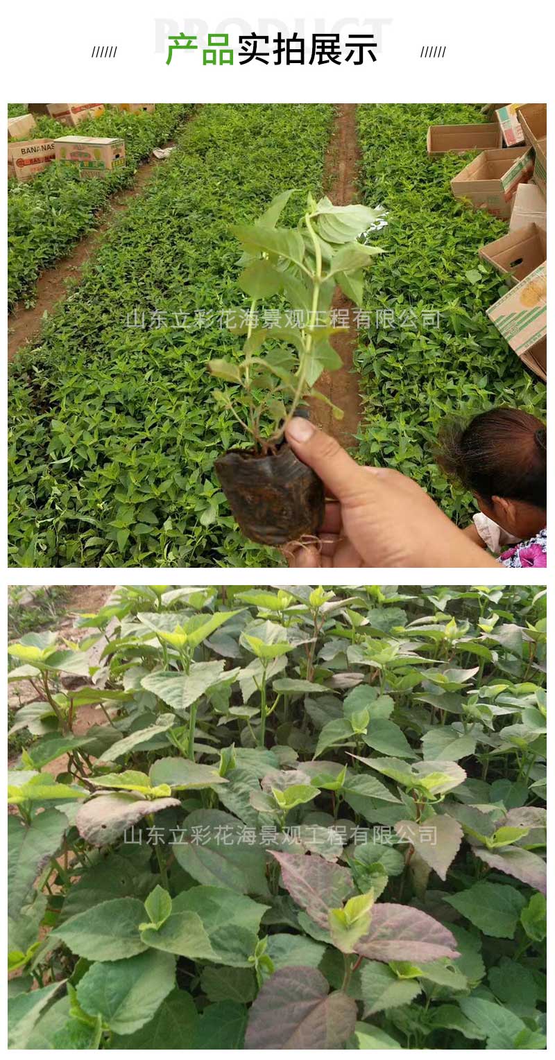 12大花秋葵_03