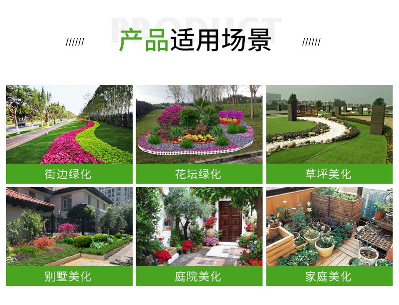 13大花福禄考_02