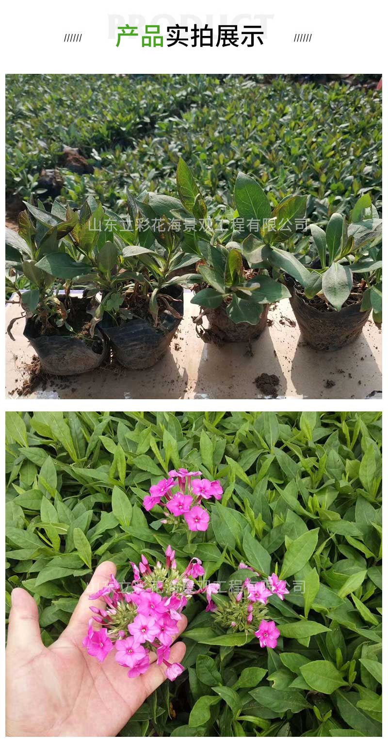 13大花福禄考_03