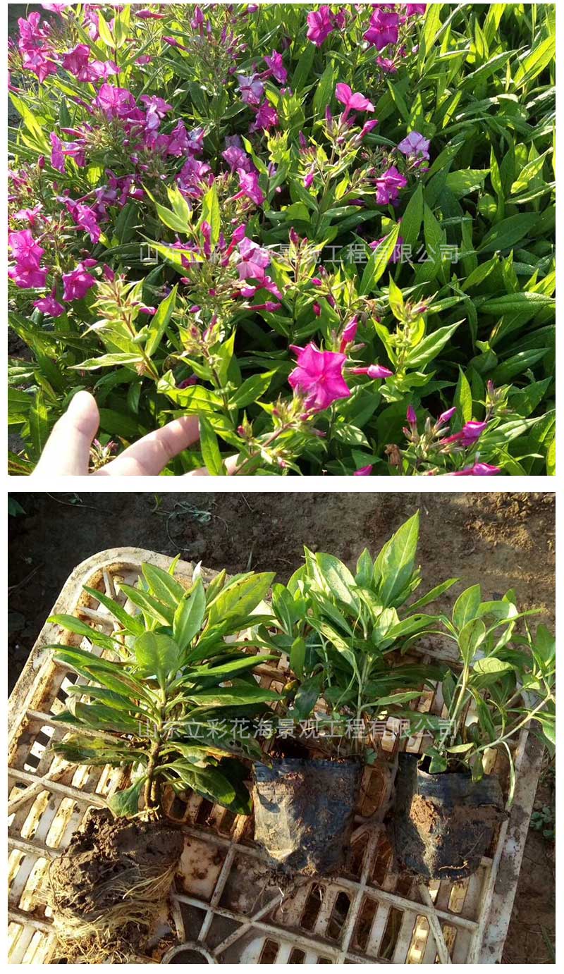 13大花福禄考_04
