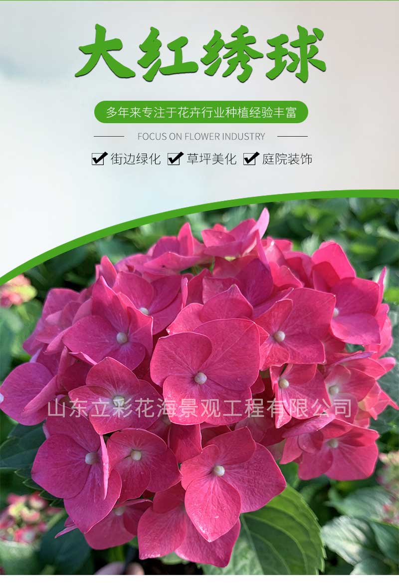 14大红绣球_01