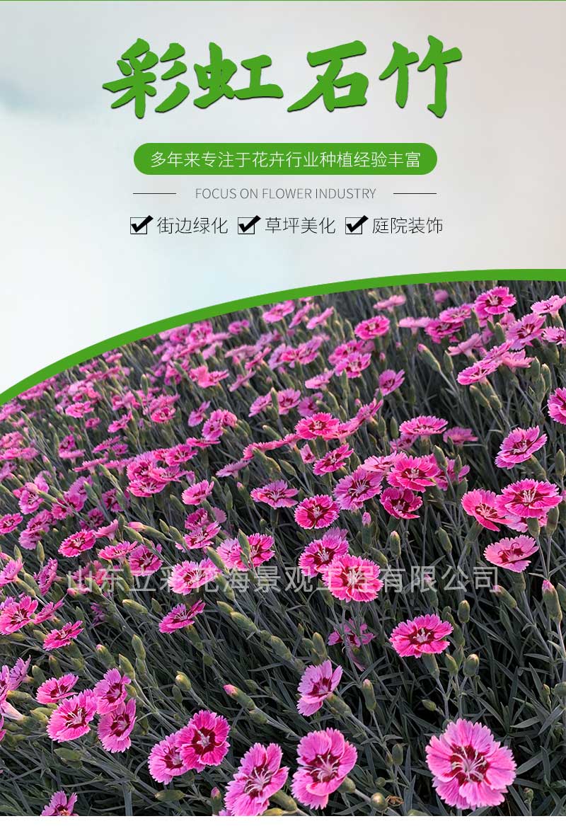 15彩虹石竹_01