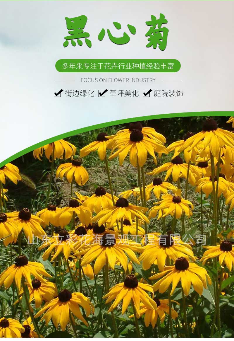16黑心菊_01