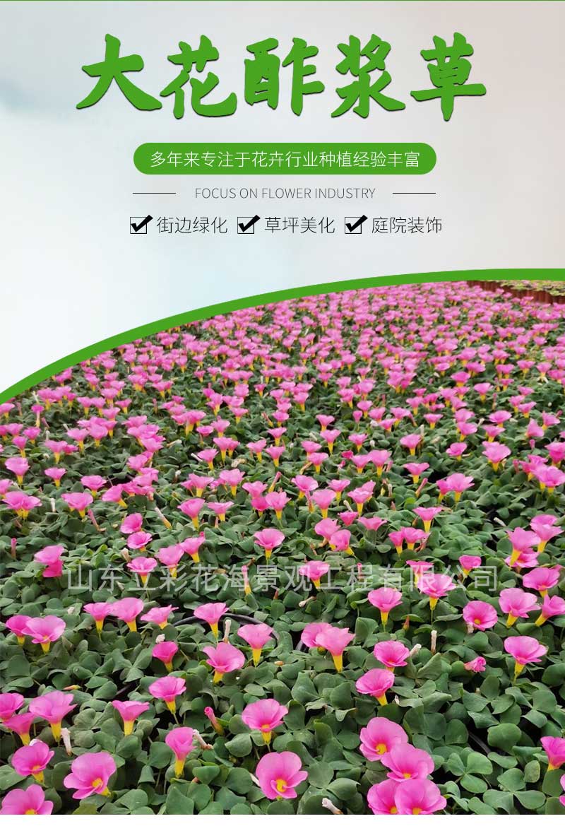 17大花酢浆草_01