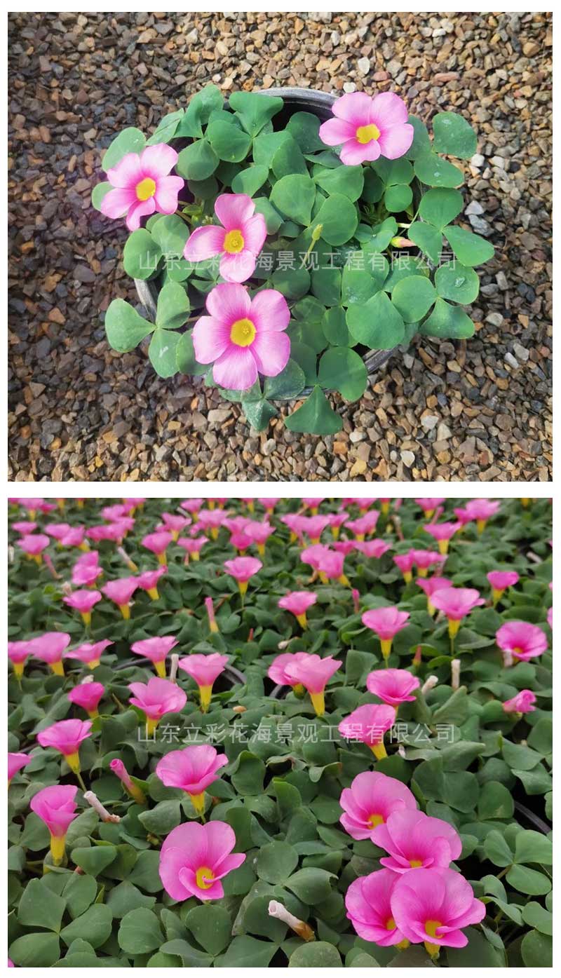 17大花酢浆草_04