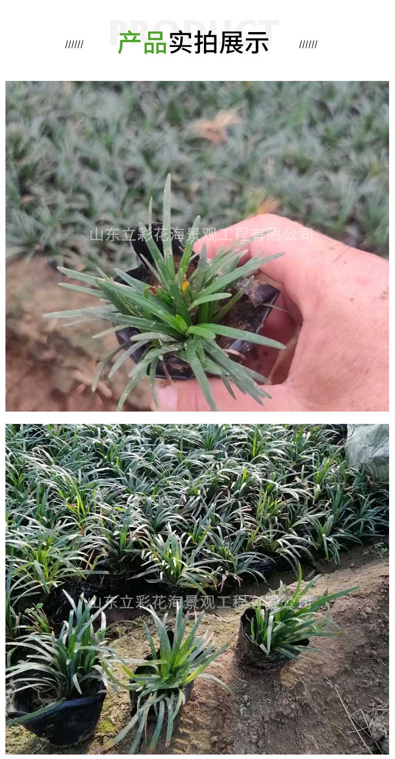 20麦冬草_03