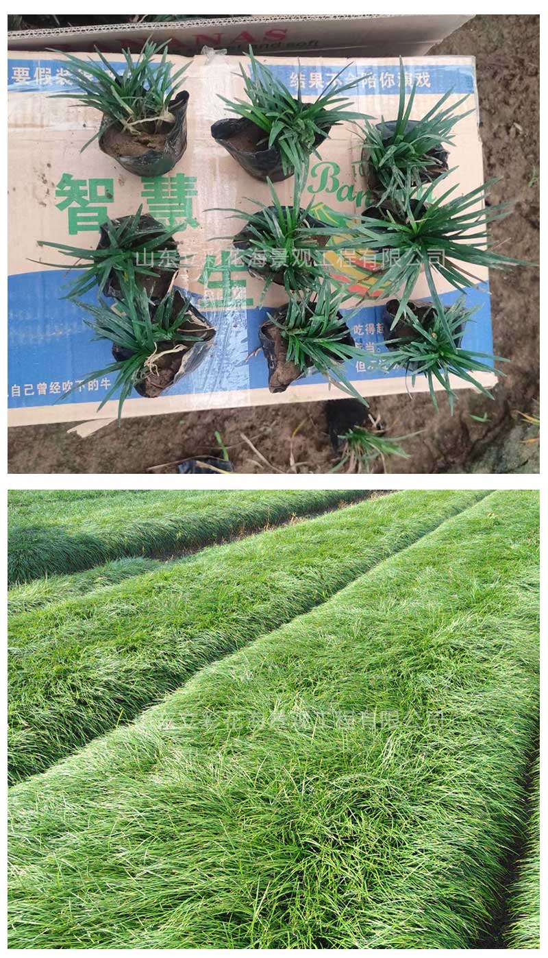 20麦冬草_04