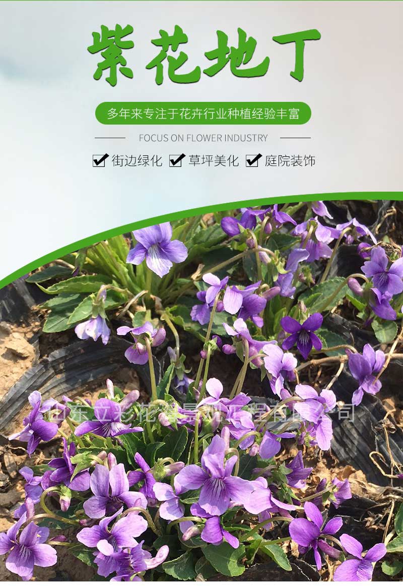 18紫花地丁_01