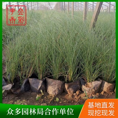 墨西哥羽毛草