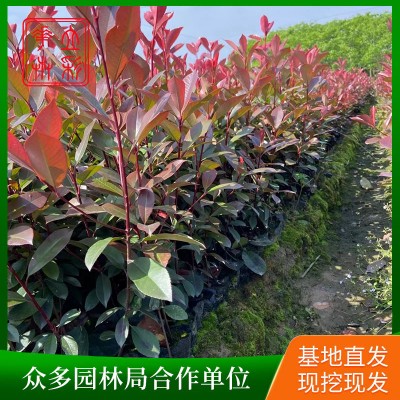 红叶石楠