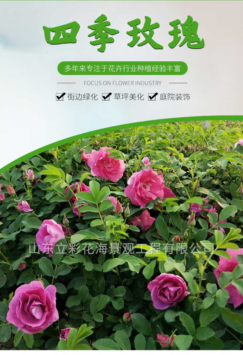 3四季玫瑰_01
