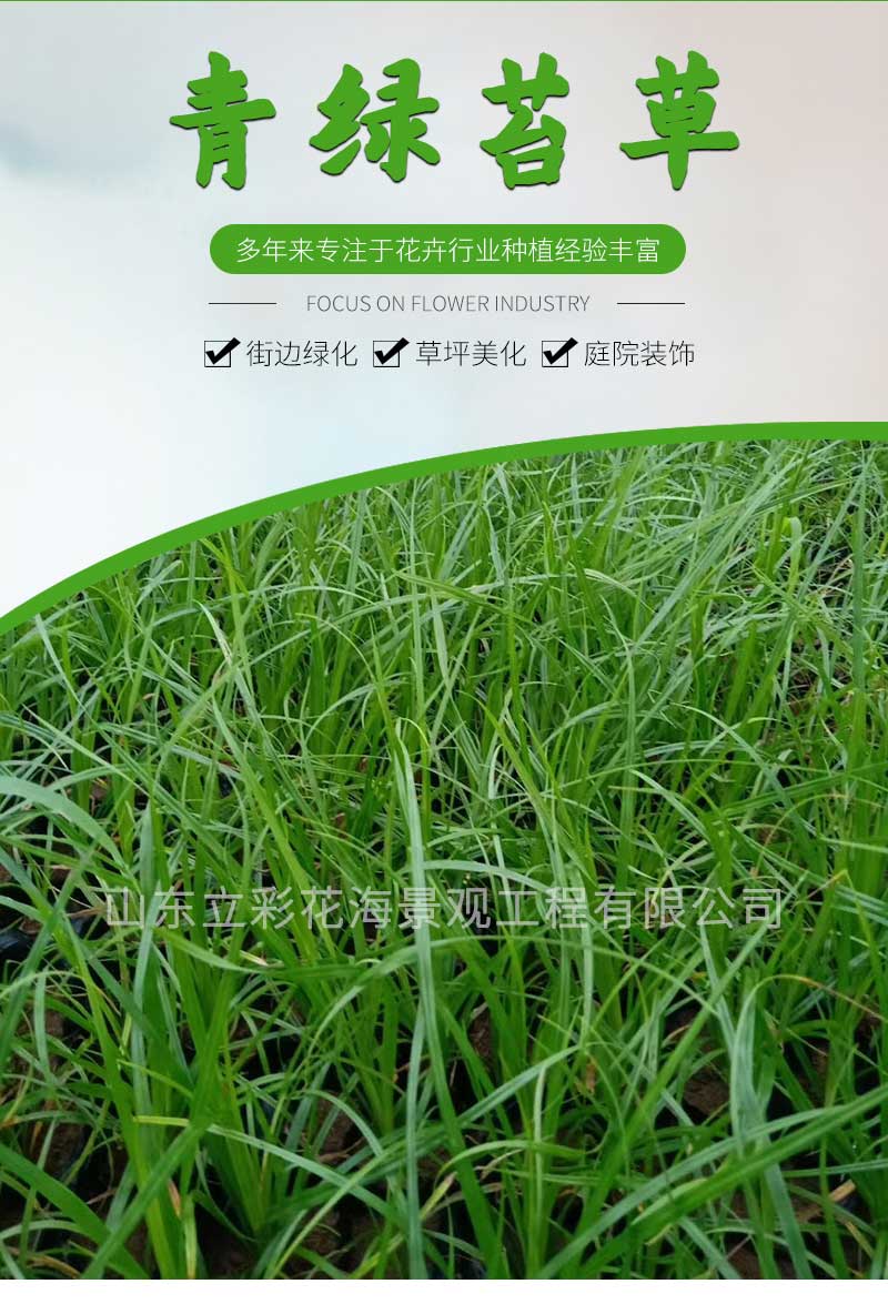 4青绿苔草_01
