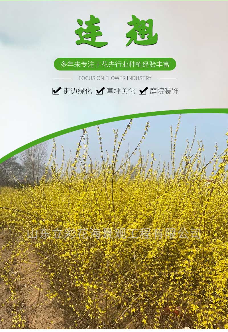 6连翘_01