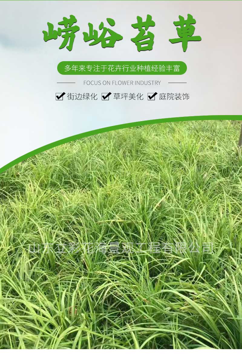 7崂峪苔草_01