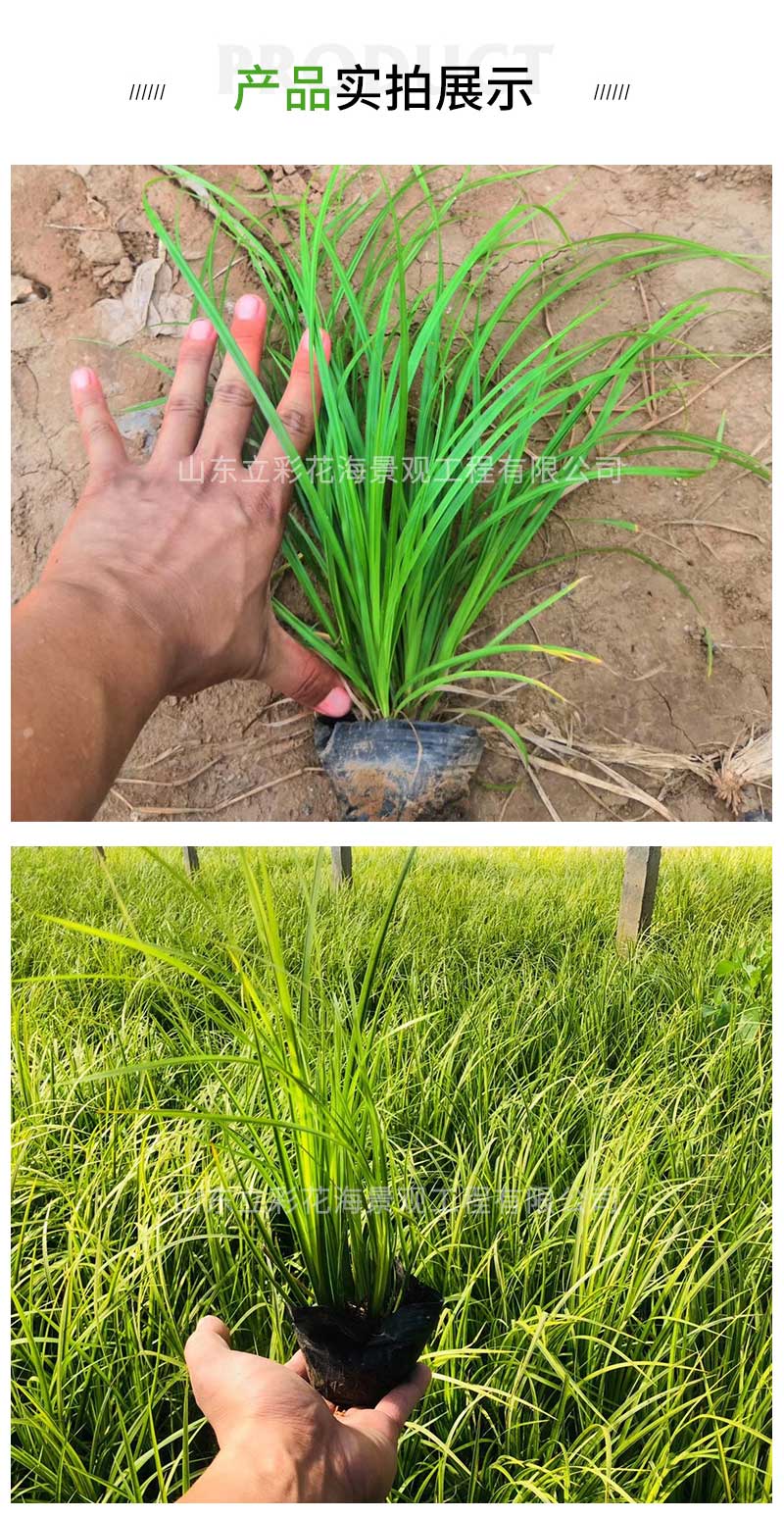 7崂峪苔草_03