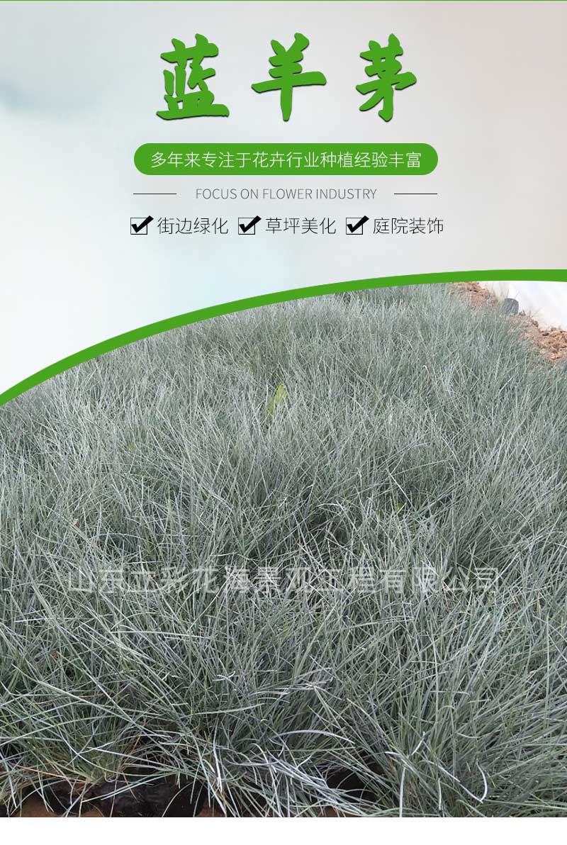 8蓝羊茅_01