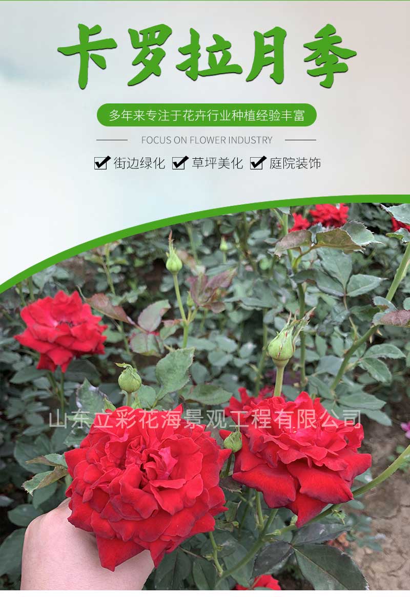 9卡罗拉月季_01