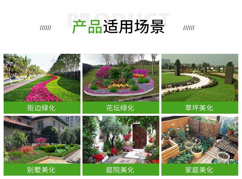 9卡罗拉月季_02