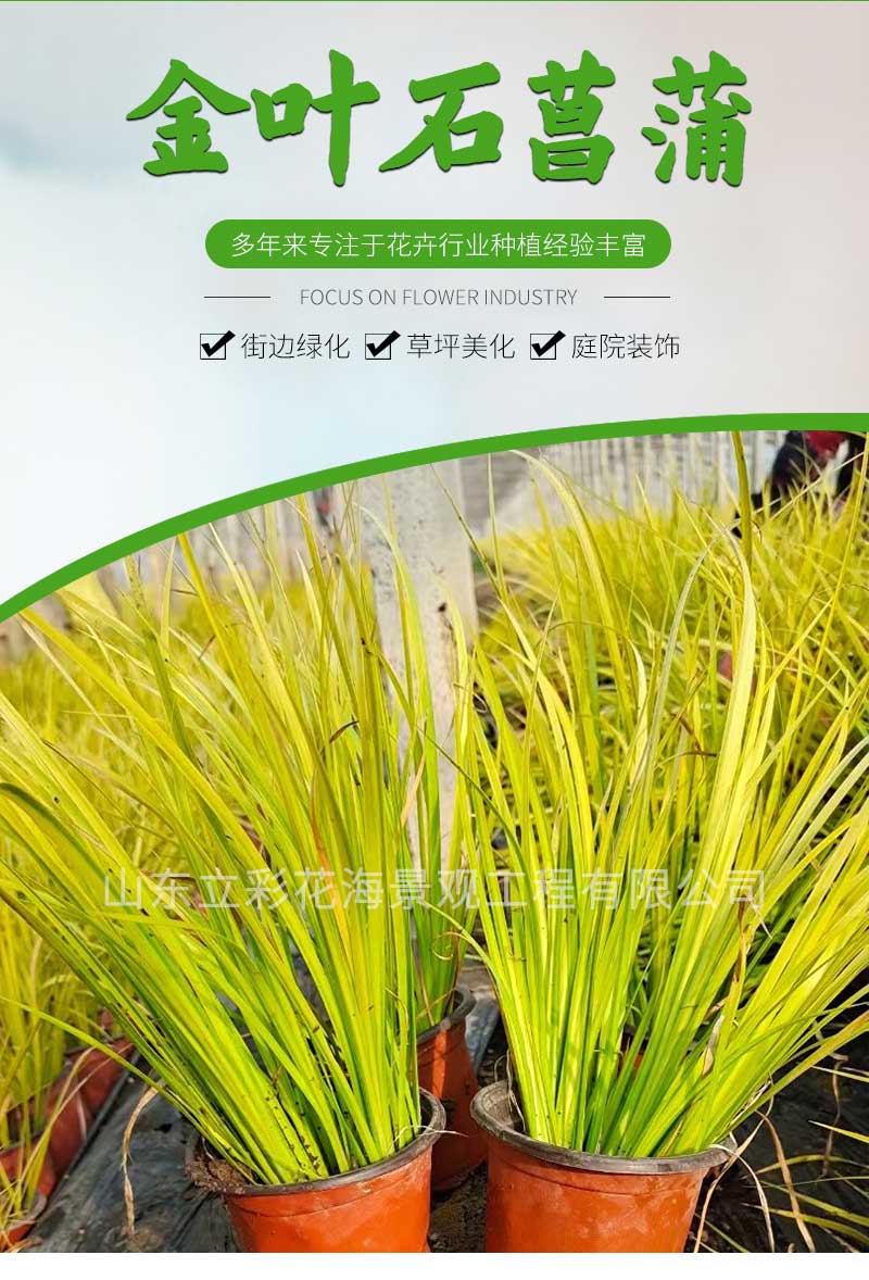 10金叶石菖蒲_01