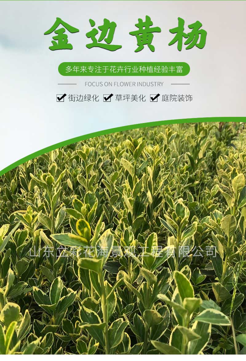 12金边黄杨_01