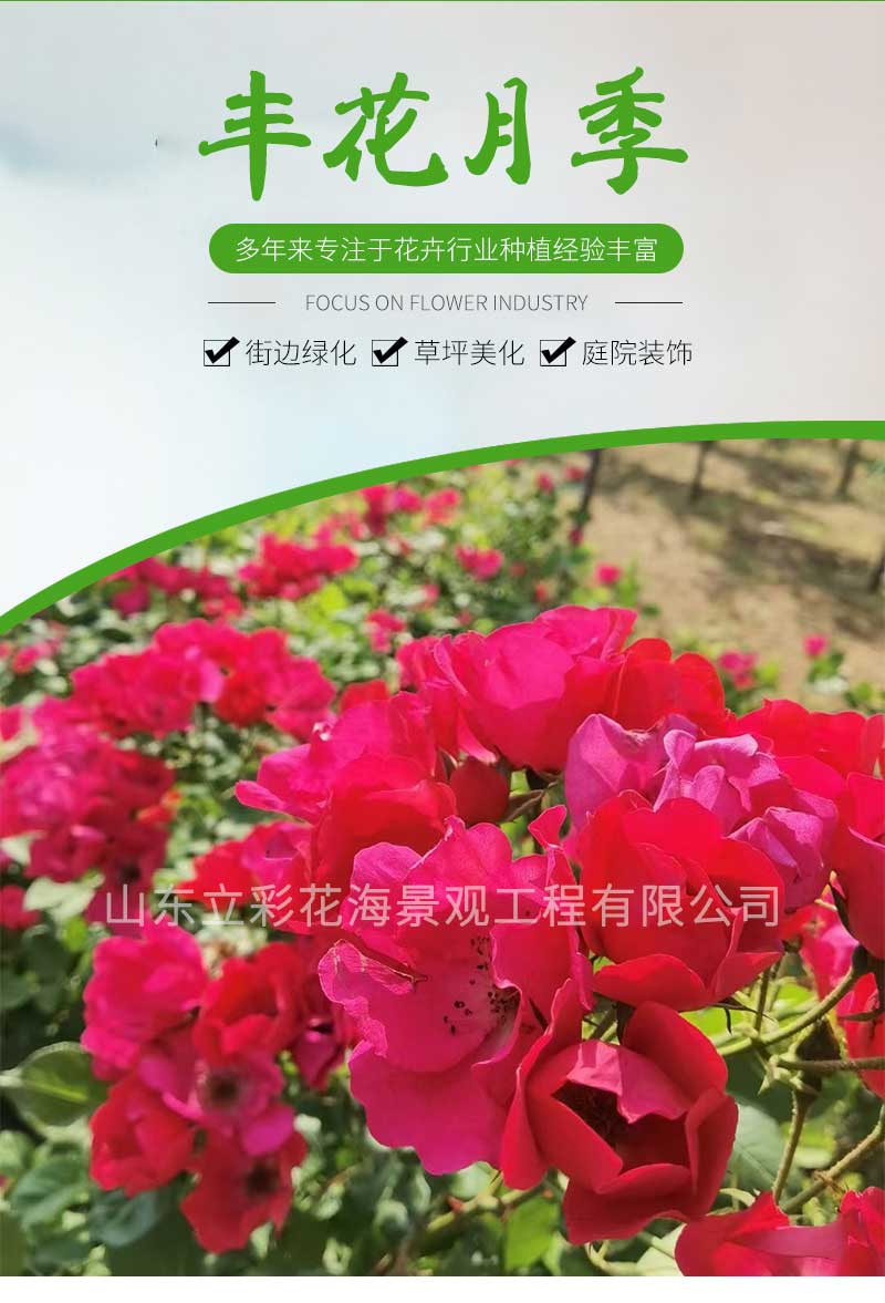 13丰华月季_01