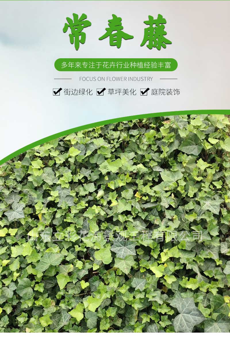 14常春藤_01