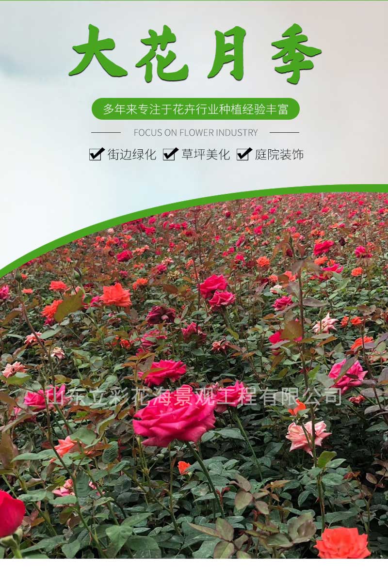 16大花月季_01
