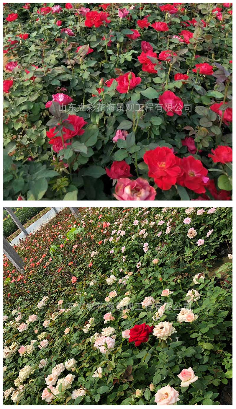16大花月季_04