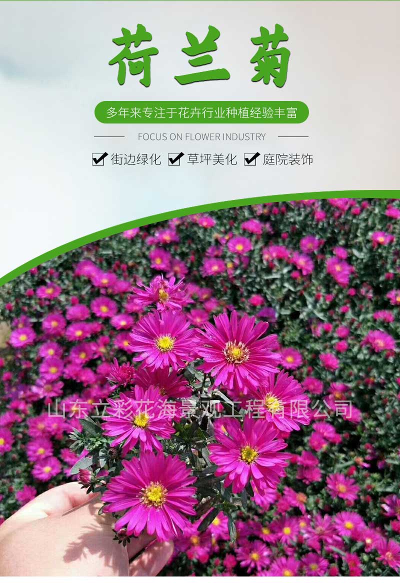 3荷兰菊_01