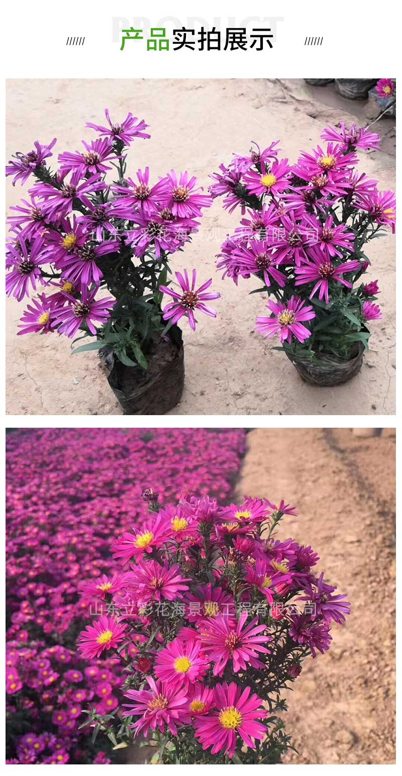 3荷兰菊_03